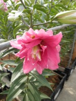 [1808 Aska No01.JPG]